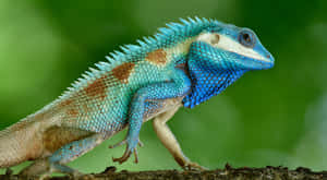 Blue Crested Lizard On Branch.jpg Wallpaper