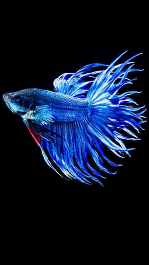 Blue Crowned Betta Fish Wallpaper