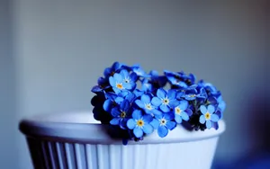 Blue Daisy Flowers Against An Empty Desktop Wallpaper
