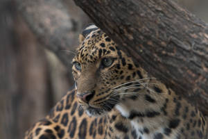 Blue Eyed Jaguar Wallpaper