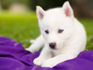 Blue-eyed White Husky Puppy Wallpaper