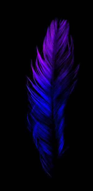 Blue Feather 2k Amoled Wallpaper