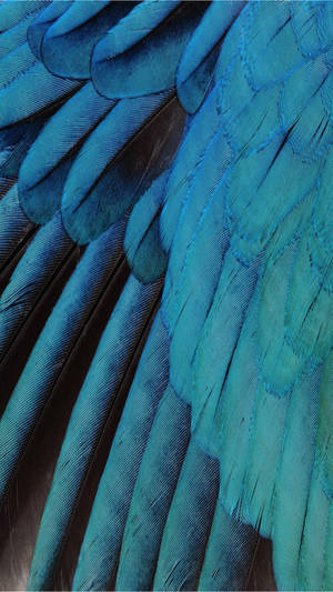 Blue Feather Wings Ios Default Wallpaper