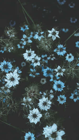 Blue Flowers In The Dark Wallpaper