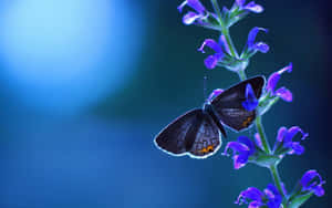 Blue Hued Butterfly On Flower Wallpaper