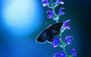 Blue Night And Purple Wildflower Butterfly Wallpaper