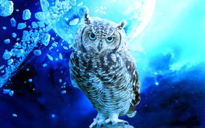 Blue Owl Feather Wallpaper