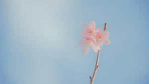 Blue Pastel Aesthetic Pink Flower Wallpaper