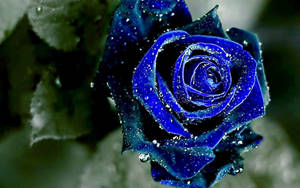 Blue Rose Aesthetic Wallpaper