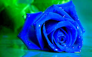 Blue Rose Wallpapers Hd Wallpaper