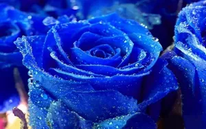 Blue Roses With Water Droplets On Them Wallpaper