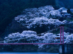 Blue Sakura Blooming In Japan Wallpaper