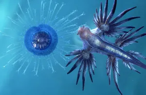 Blue Sea Slugand Jellyfish Wallpaper