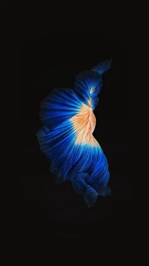 Blue Siamese Fighting Fish Iphone Wallpaper