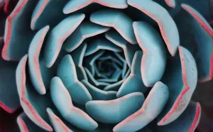 Blue Spiral Flower Wallpaper