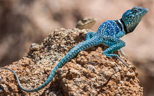 Blue Tiburon Collared Lizard Wallpaper