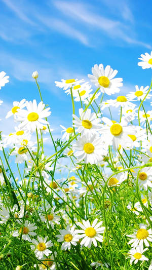 Blues Skies And White Daisy Iphone Wallpaper