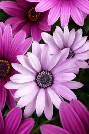 Blumen Flower Desktop Background Wallpaper