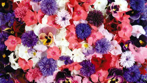 Blumen Flower Display Shot Wallpaper