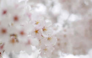 Blurry Aesthetic Cherry Blossom Wallpaper