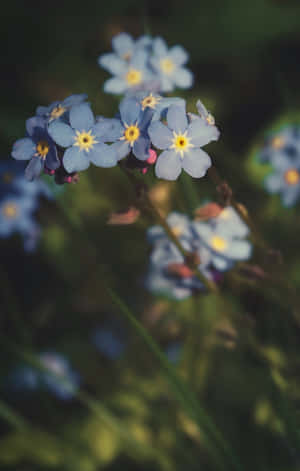 Blurry Forget-me-nots Blue Flowers Phone Wallpaper