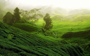 Boh Tea Garden Malaysia Wallpaper