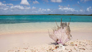 Bonaire White Sand Wallpaper