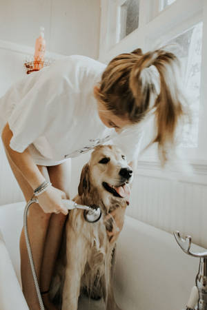 Bonding Moment Between A Woman And Her Pet Dog Wallpaper