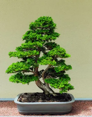 Bonsai Tree Chokan Tiny Plant Photography Wallpaper