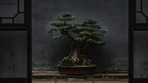 Bonsai Tree Clump Style Photography Wallpaper