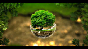 Bonsai Tree In Broken Bowl Wallpaper