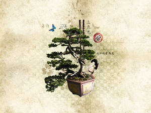 Bonsai Tree Moyogi Style Plant Photography Wallpaper