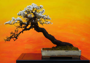 Bonsai Tree Shakan Art Painting Wallpaper