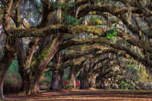 Boone Hall Plantation Gardens South Carolina Wallpaper