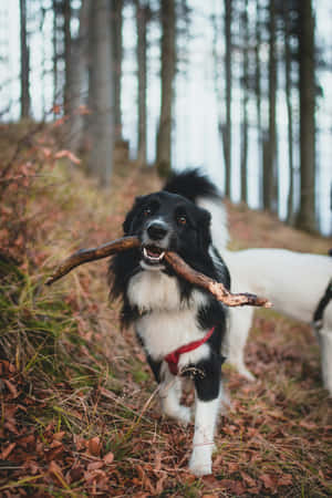 Border Collie Fetching Stickin Forest.jpg Wallpaper