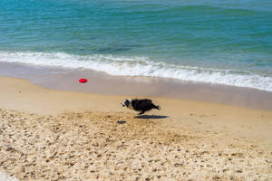 Border Collie Playing Frisbee Wallpaper