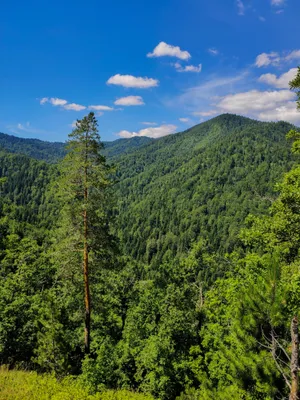 Bosnia And Herzegovina Zvijezda Forest Wallpaper