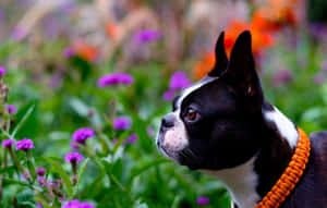 Boston Terrier Sniffing Flowers Wallpaper