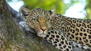 Botswana African Leopard Wallpaper