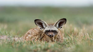 Botswana Bat-eared Fox Hiding Wallpaper