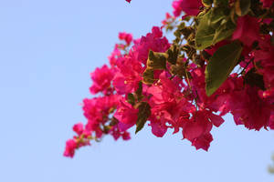 Bougainvillea Glabra Yangon City Wallpaper