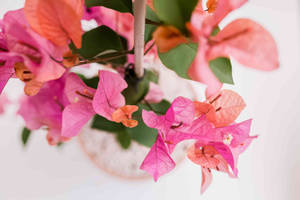 Bougainvillea In A Vase Wallpaper