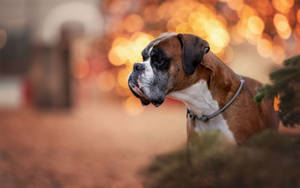 Boxer Dog Blurred Lights Wallpaper