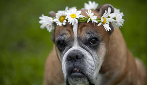 Boxer Dog Flower Crown Wallpaper