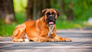 Boxer Dog Road Trees Wallpaper