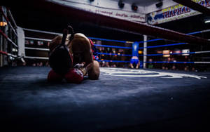 Boxing Ring Kneeling Shot Wallpaper