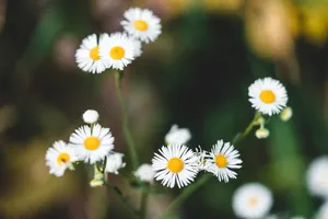 Branch Full Of Daisy Natural Flower Wallpaper