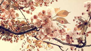 Branch Of Flowers Vintage Aesthetic Laptop Wallpaper