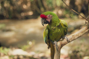 Branch Perch Green Parrot Hd Wallpaper