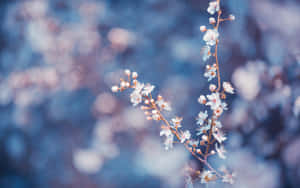 Branch Tumblr Flowers Desktop Wallpaper